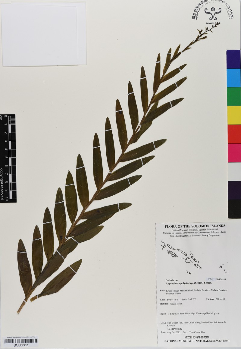 Appendicula polystachya photo 2