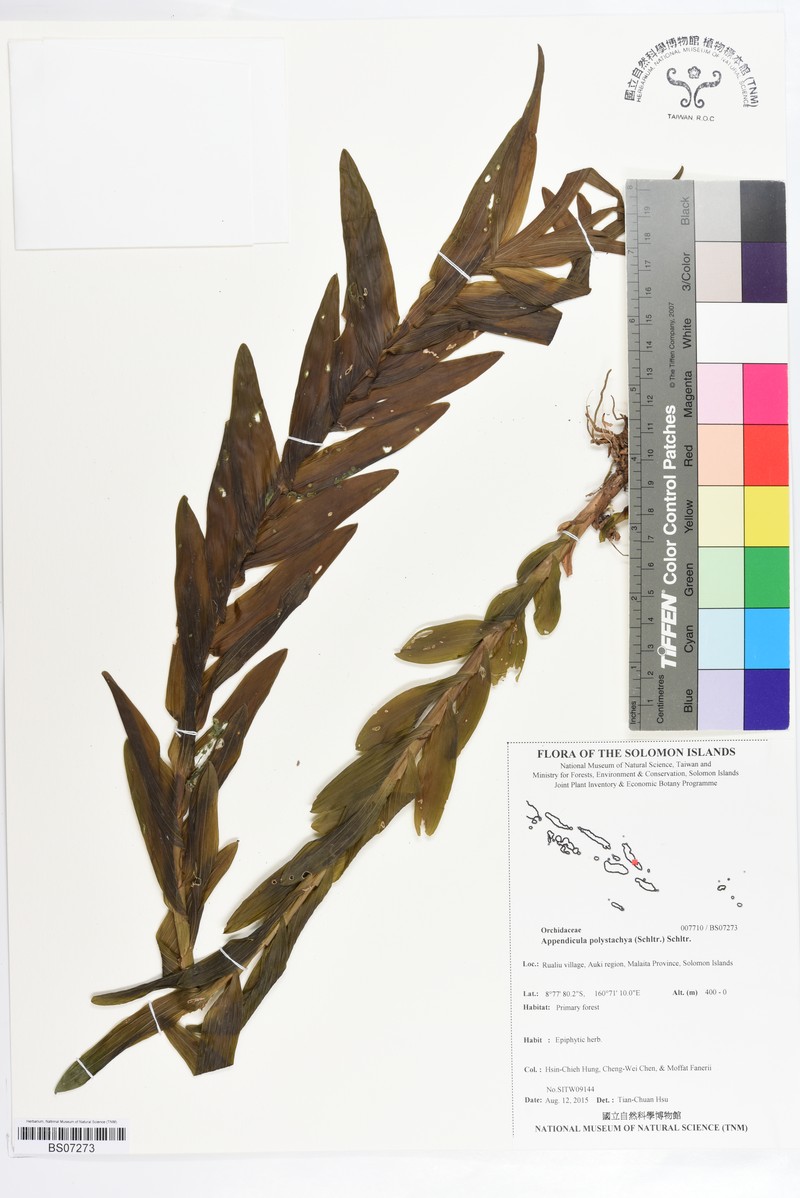 Appendicula polystachya photo 3
