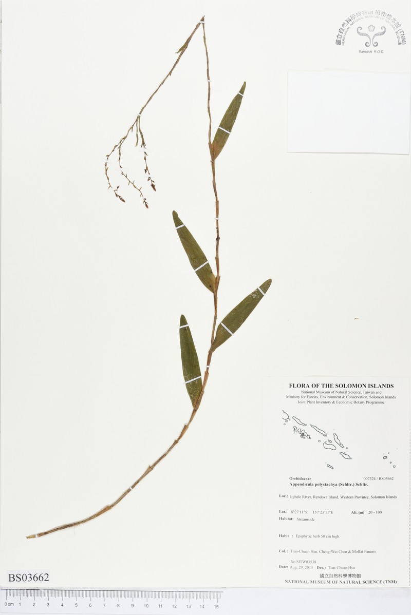 Appendicula polystachya photo 4