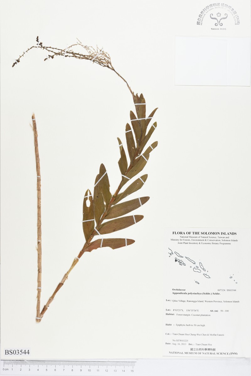 Appendicula polystachya photo 5