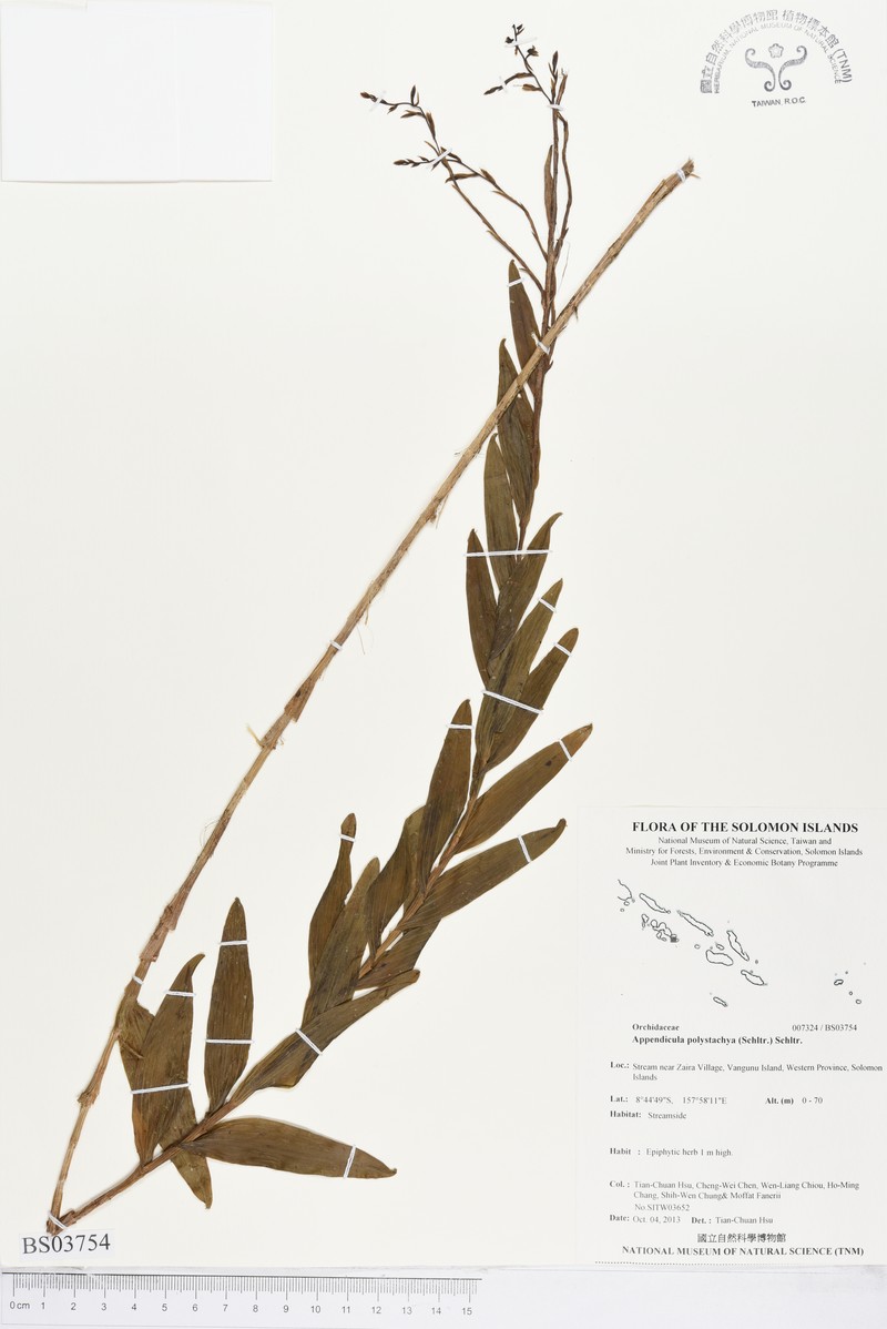 Appendicula polystachya photo 6