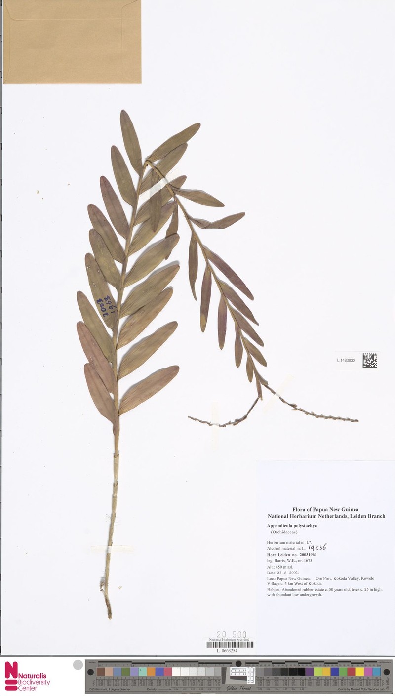 Appendicula polystachya photo 7