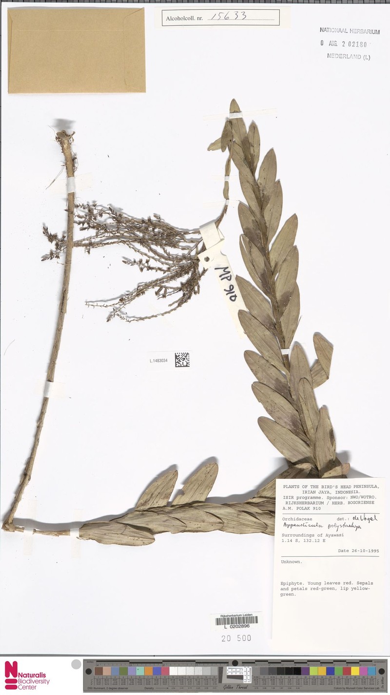 Appendicula polystachya photo 8