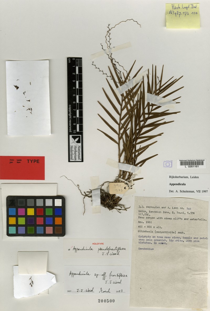 Appendicula pseudofractiflexa