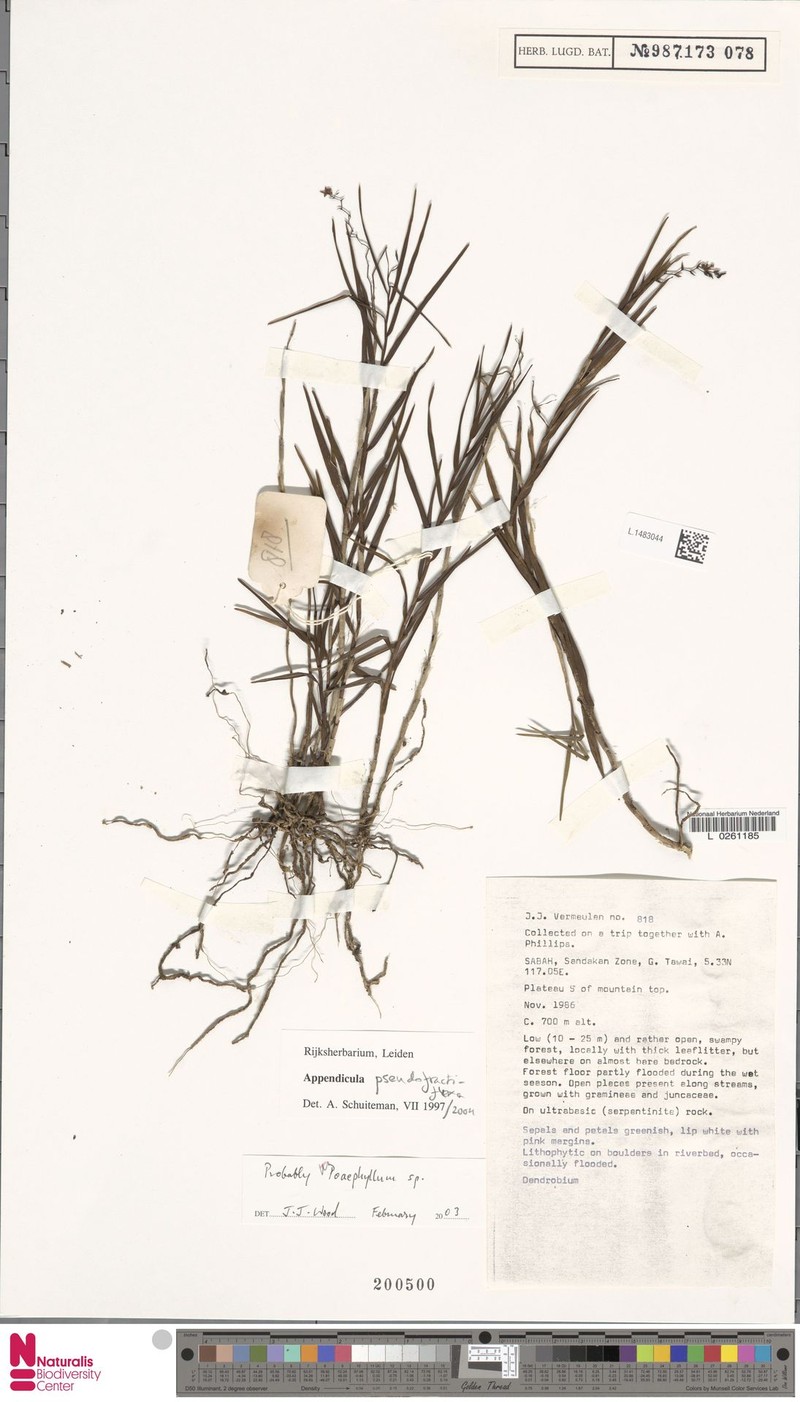 Appendicula pseudofractiflexa photo 2