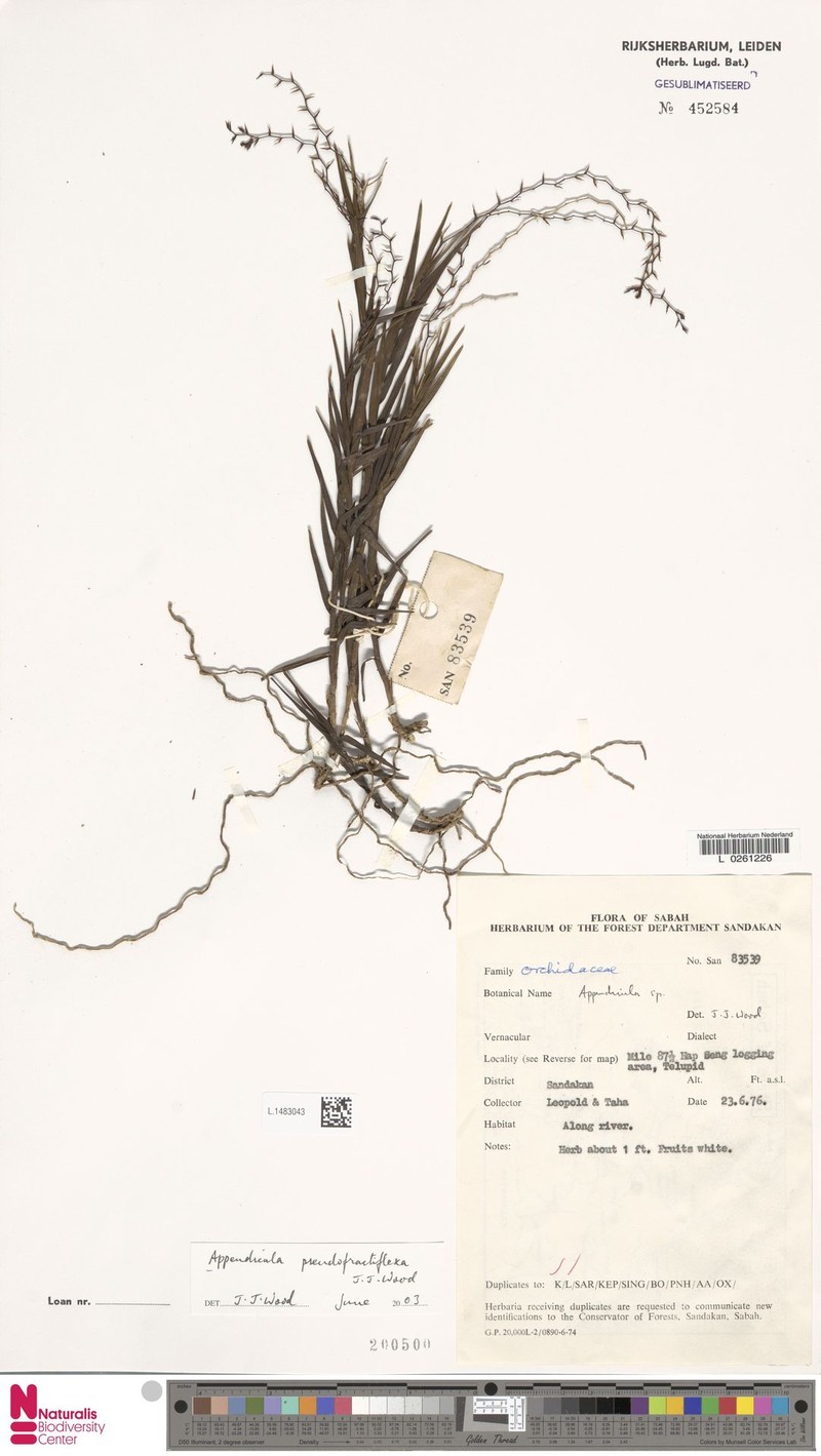 Appendicula pseudofractiflexa photo 3