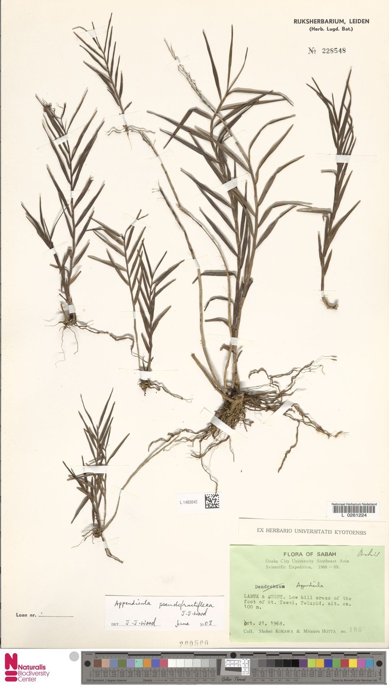 Appendicula pseudofractiflexa photo 4
