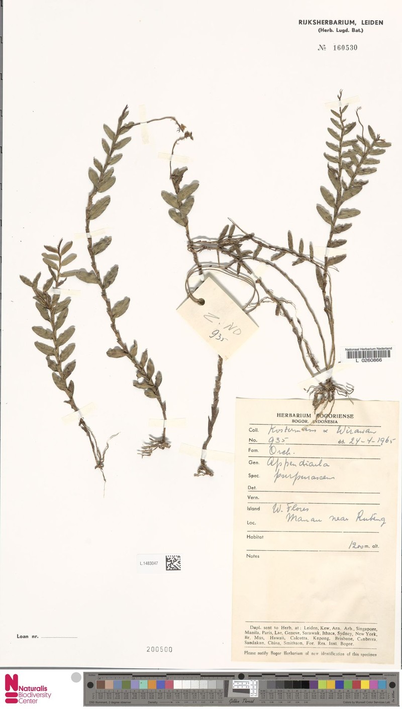 Appendicula purpurascens