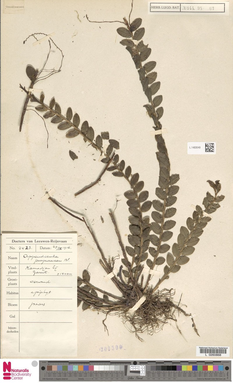 Appendicula purpurascens photo 2