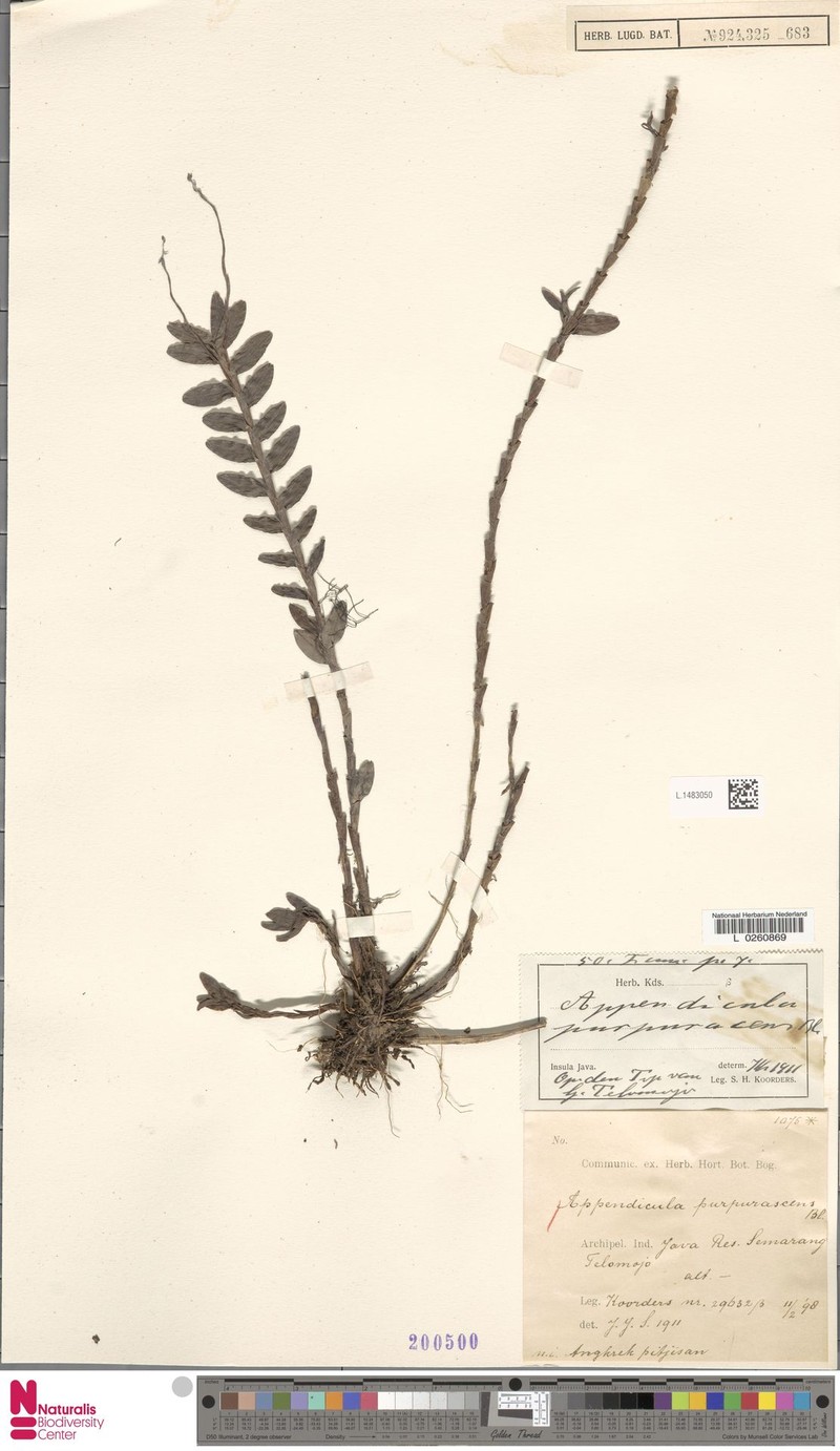 Appendicula purpurascens photo 3