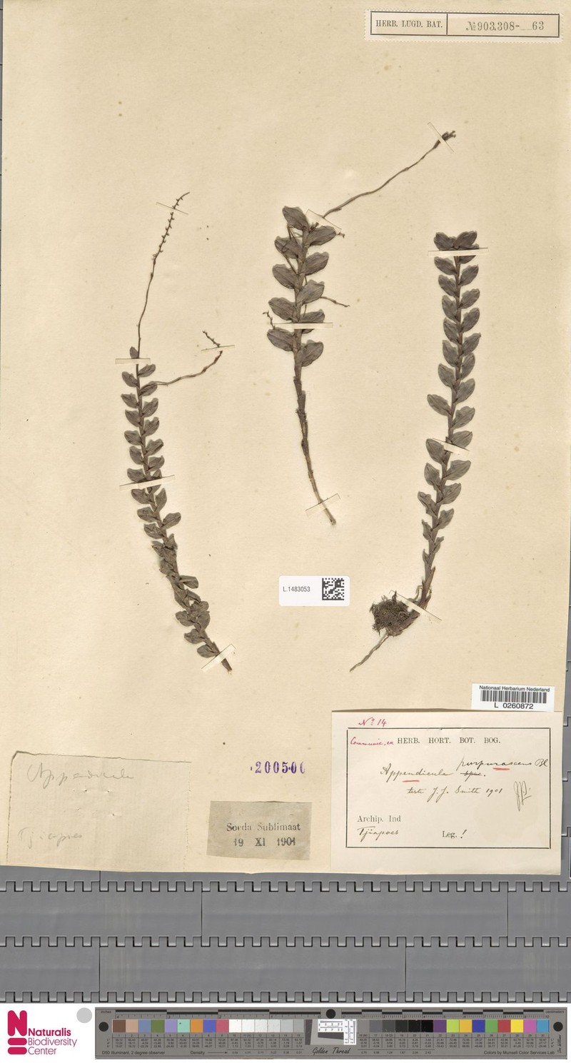 Appendicula purpurascens photo 4