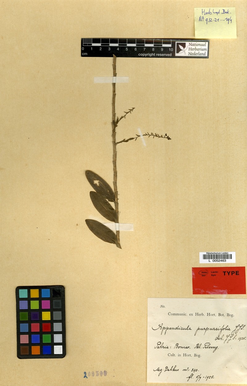 Appendicula purpureifolia