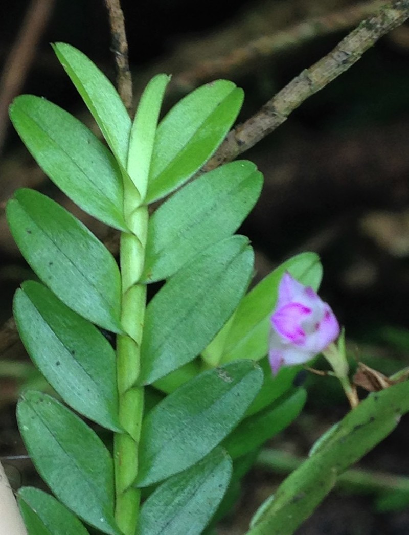Appendicula ramosa