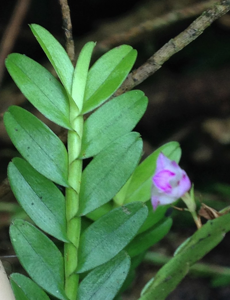 Appendicula ramosa photo 2