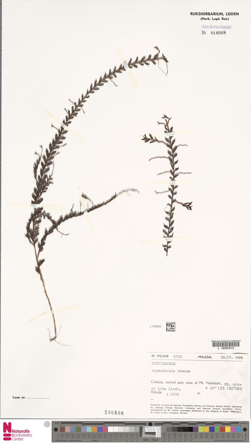 Appendicula ramosa photo 3