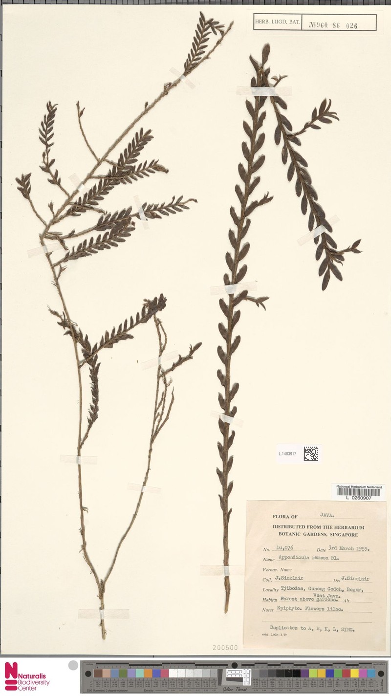 Appendicula ramosa photo 4