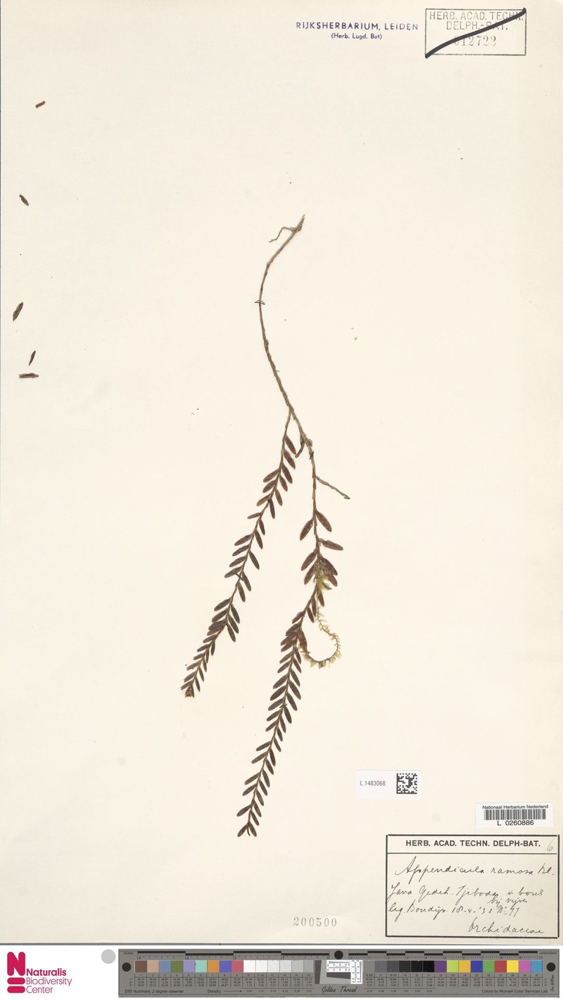 Appendicula ramosa photo 6