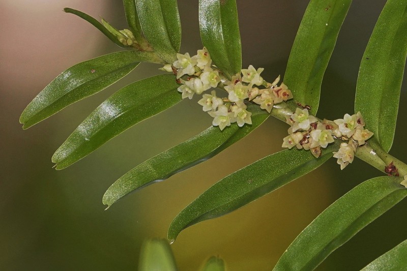 Reflexed Appendicula