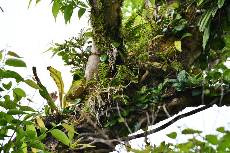 Appendicula reflexa var. kotoensis