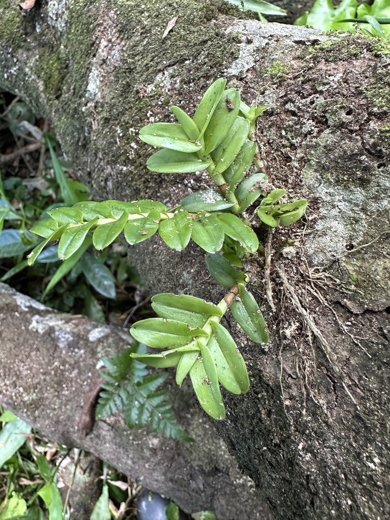 Appendicula reflexa var. kotoensis photo 2