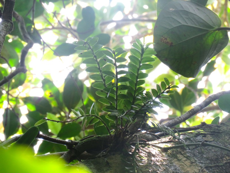 Appendicula reflexa var. kotoensis photo 3