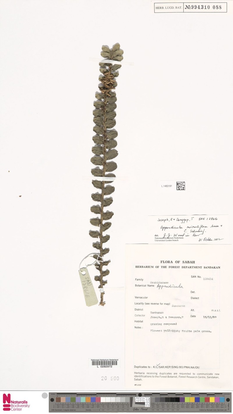 Appendicula reflexa var. reflexa
