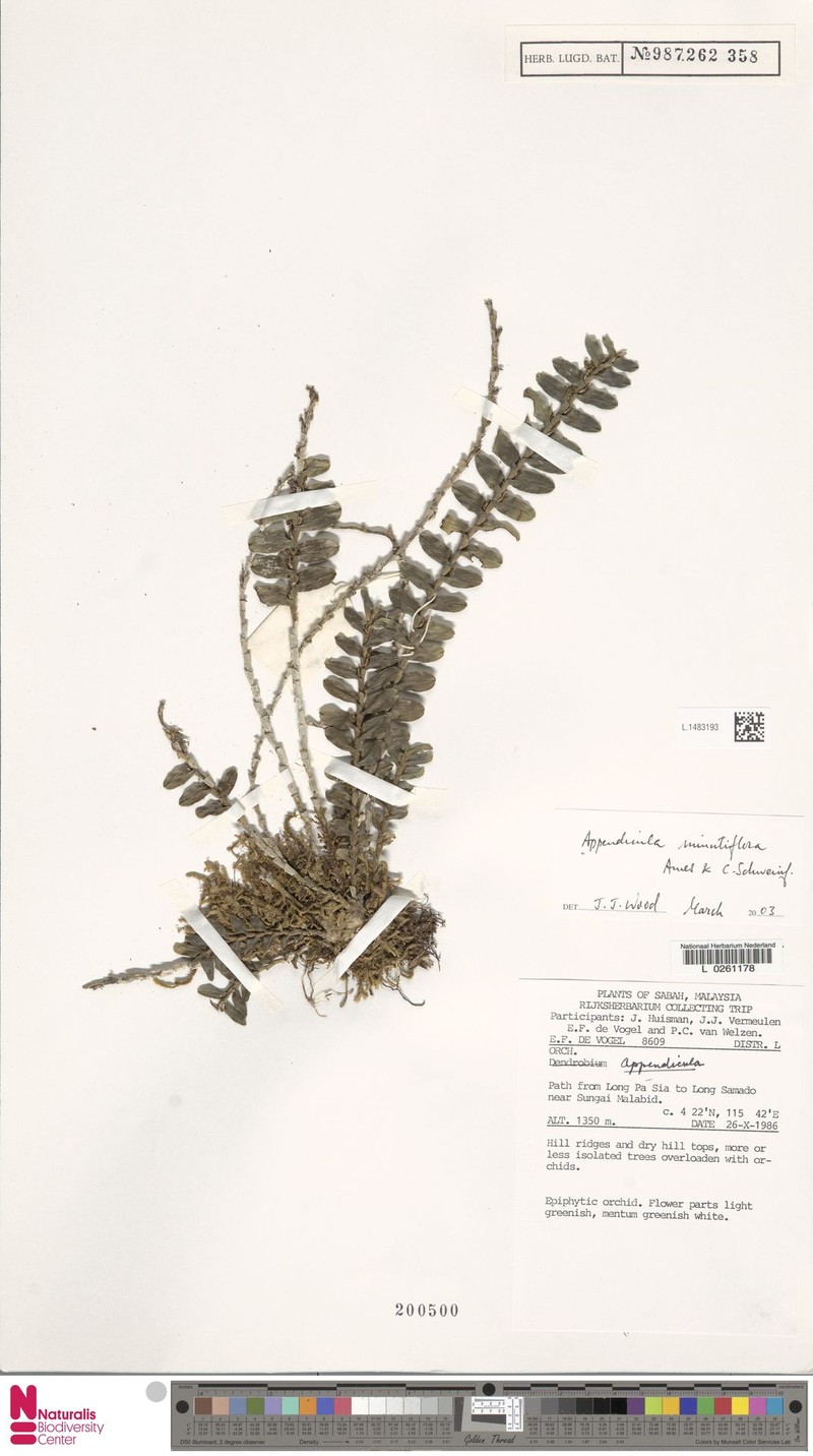 Appendicula reflexa var. reflexa photo 2