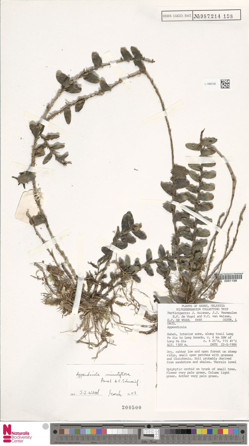 Appendicula reflexa var. reflexa photo 3