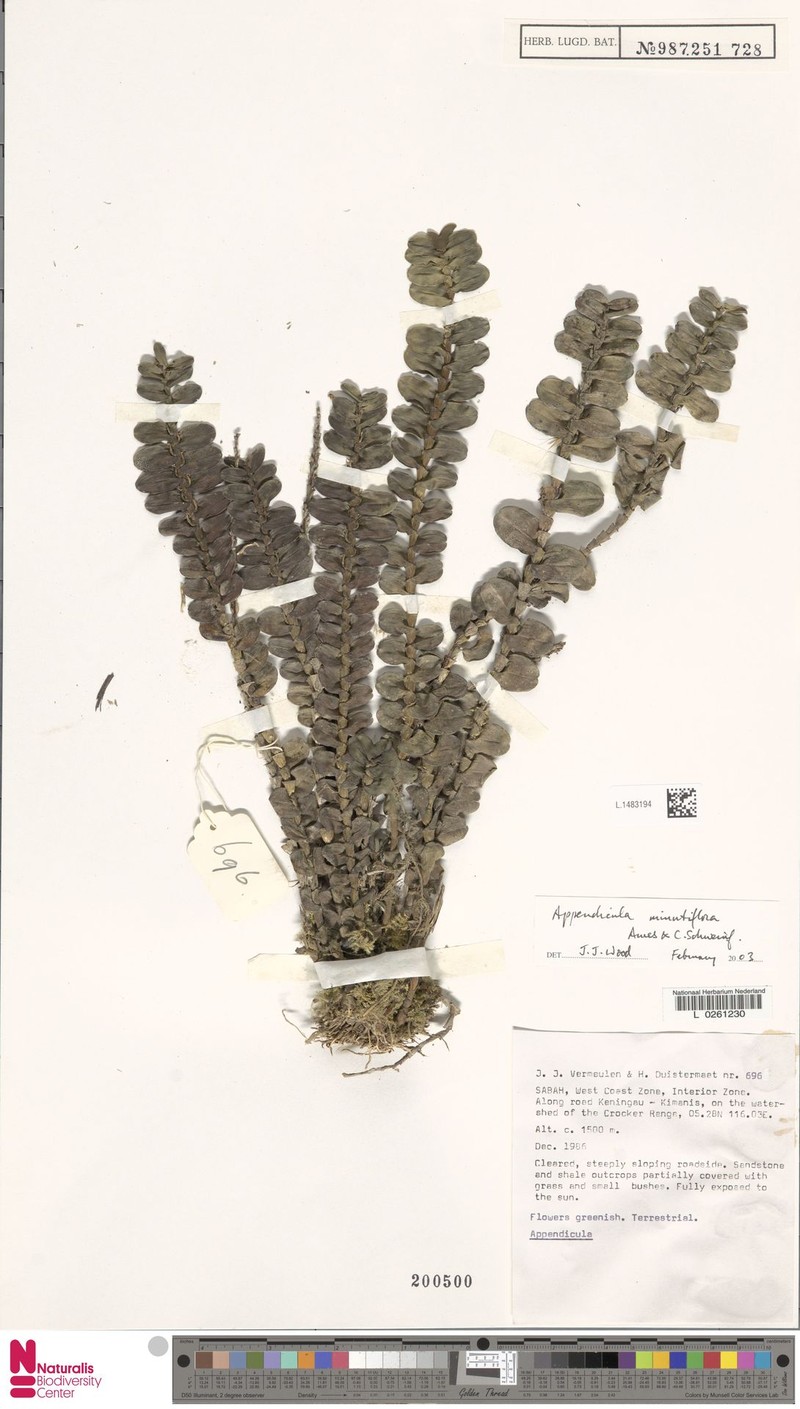 Appendicula reflexa var. reflexa photo 4