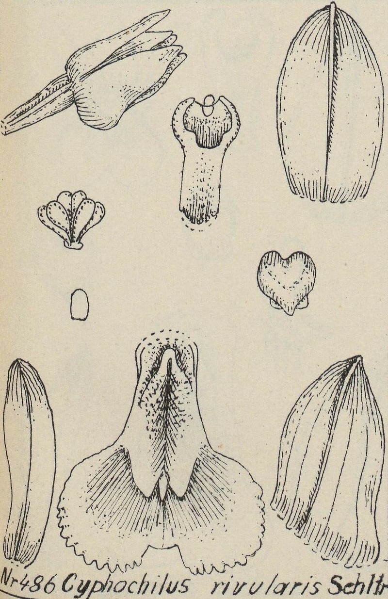 Appendicula rivularis