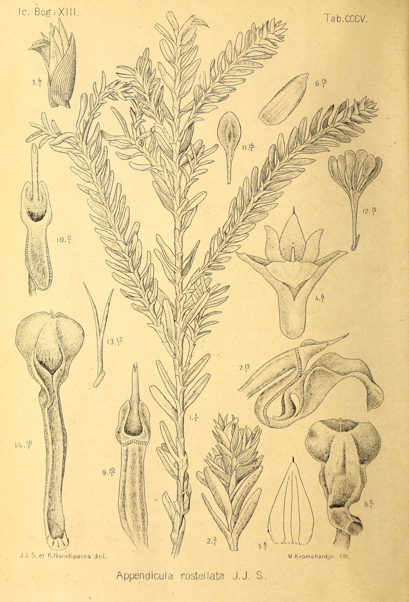 Appendicula rostellata