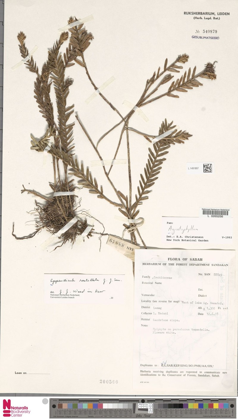 Appendicula rostellata