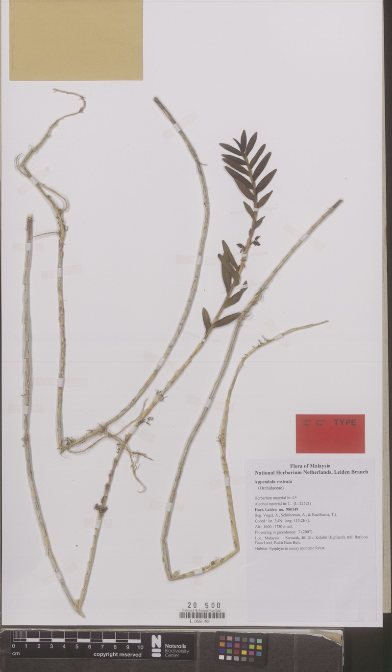 Appendicula rostrata