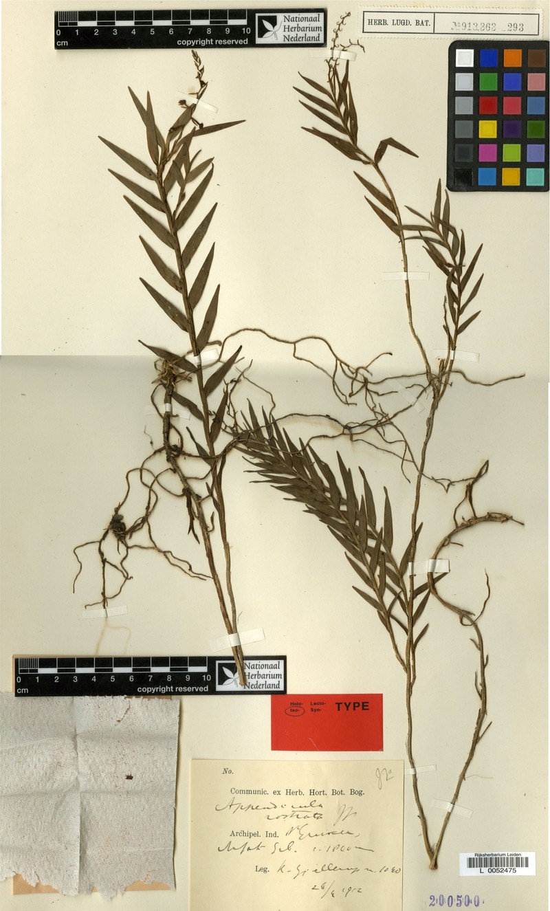 Appendicula rostrata photo 2