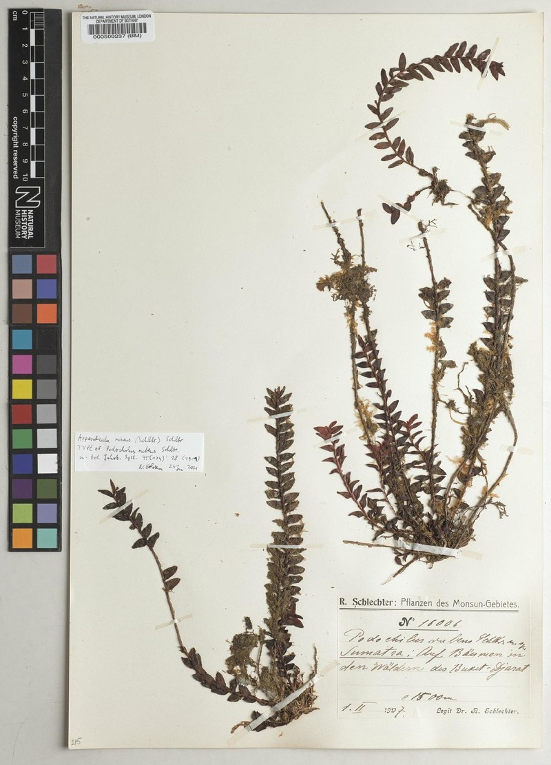 Appendicula rubens photo 3