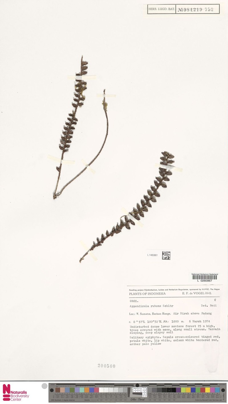 Appendicula rubens