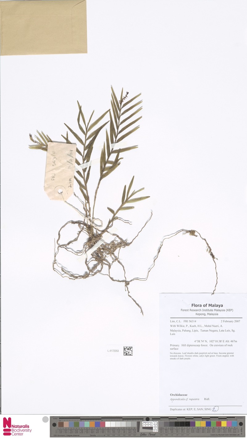 Appendicula rupestris