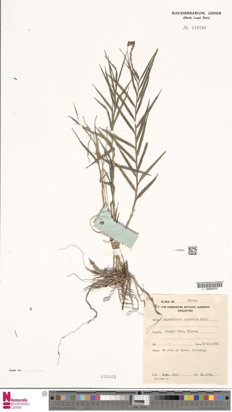 Appendicula rupestris photo 2