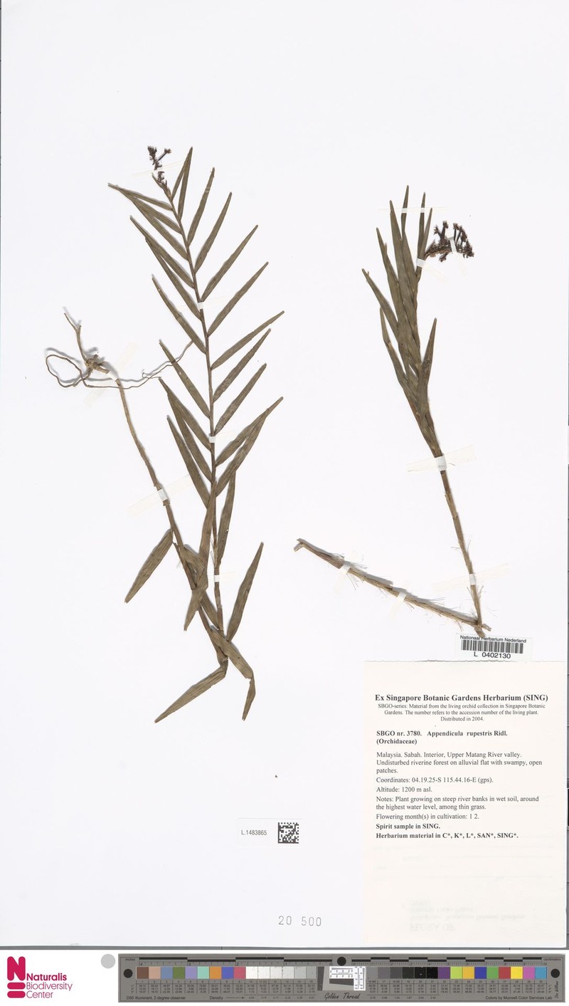 Appendicula rupestris photo 3