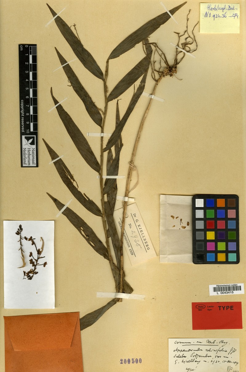 Appendicula salicifolia