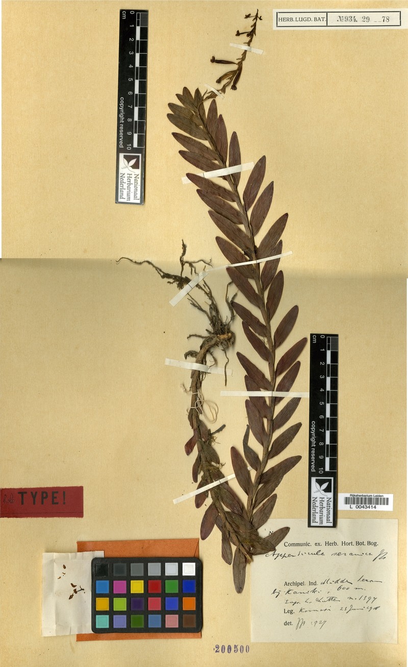 Appendicula seranica
