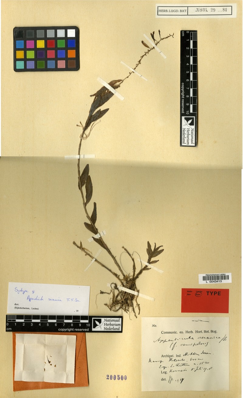 Appendicula seranica photo 2