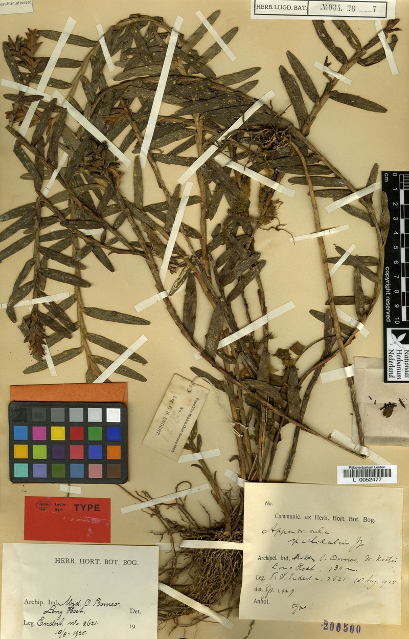 Appendicula spathilabris