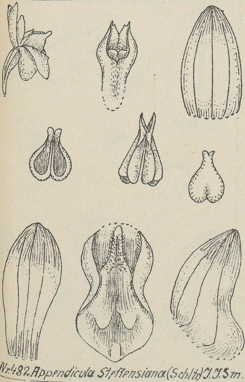 Appendicula steffensiana