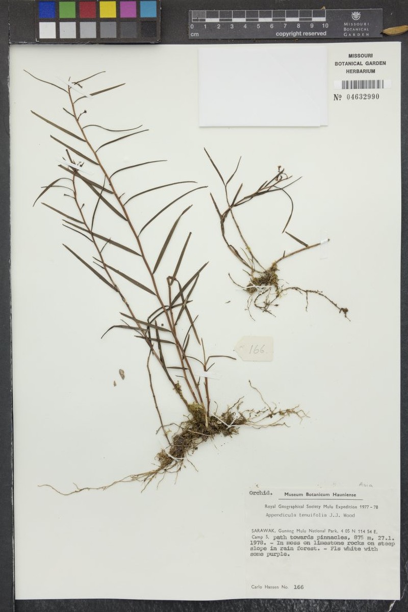 Appendicula tenuifolia photo 4