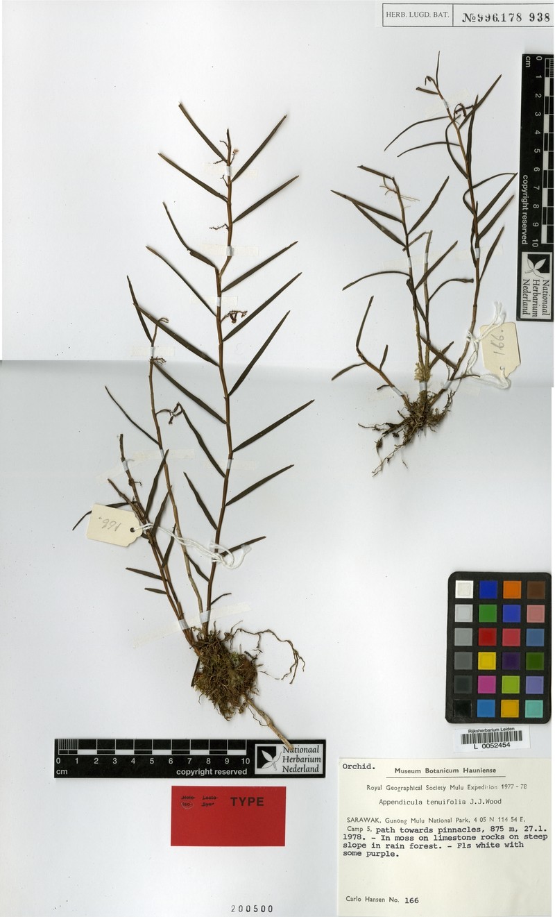Appendicula tenuifolia