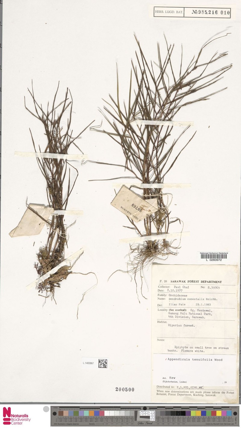 Appendicula tenuifolia photo 2