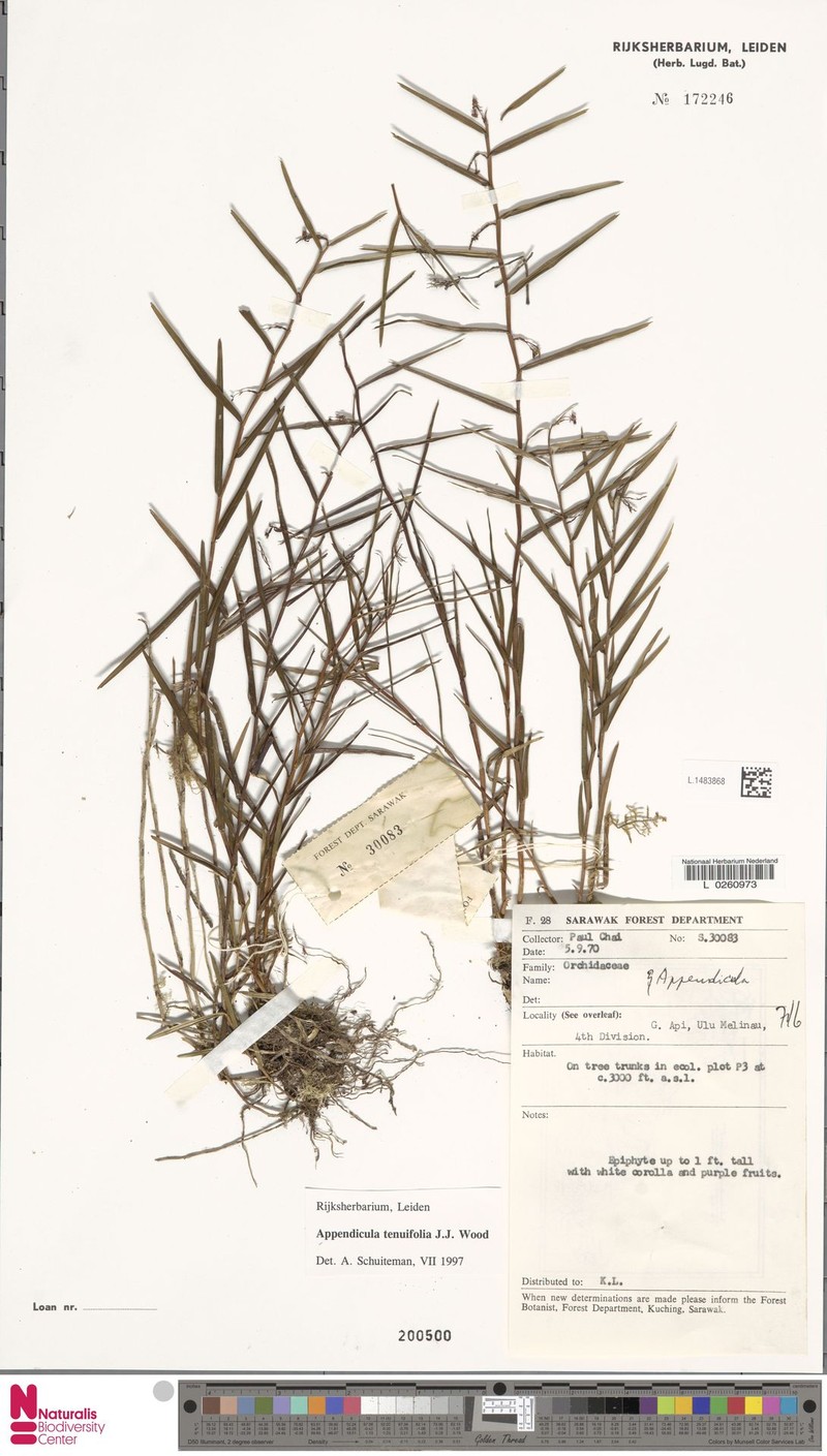 Appendicula tenuifolia photo 3