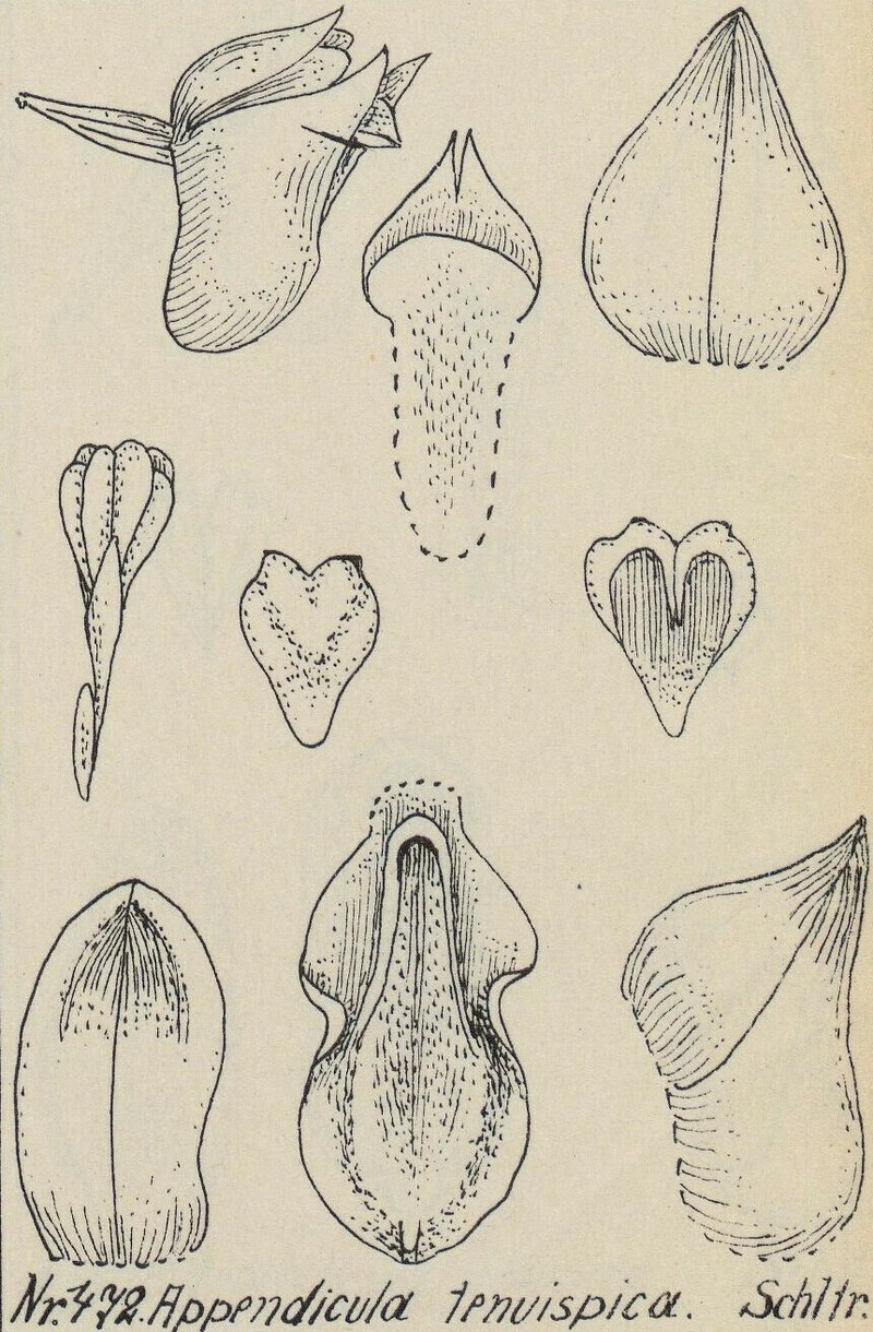 Appendicula tenuispica