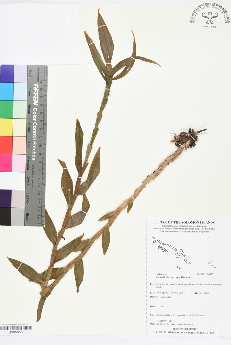 Appendicula togarupia